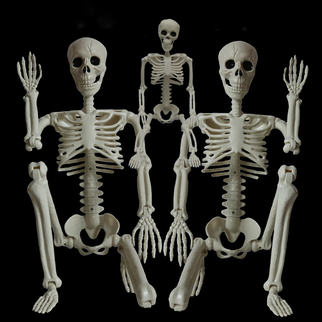 2Pcs 36" 1Pcs 16" Posable Plastic Skeleton C2163