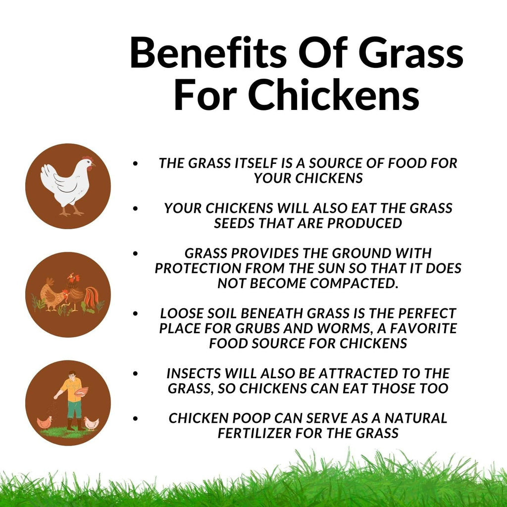 Chicken Grass Grow Kit 3 Pack Refill Kit G10699