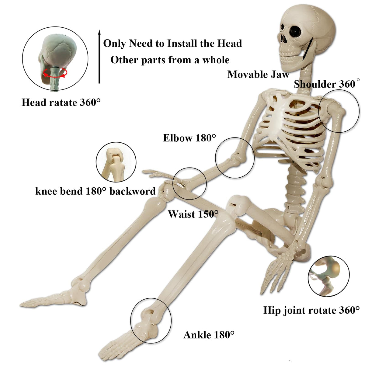 2Pcs 36" 1Pcs 16" Posable Plastic Skeleton C2163
