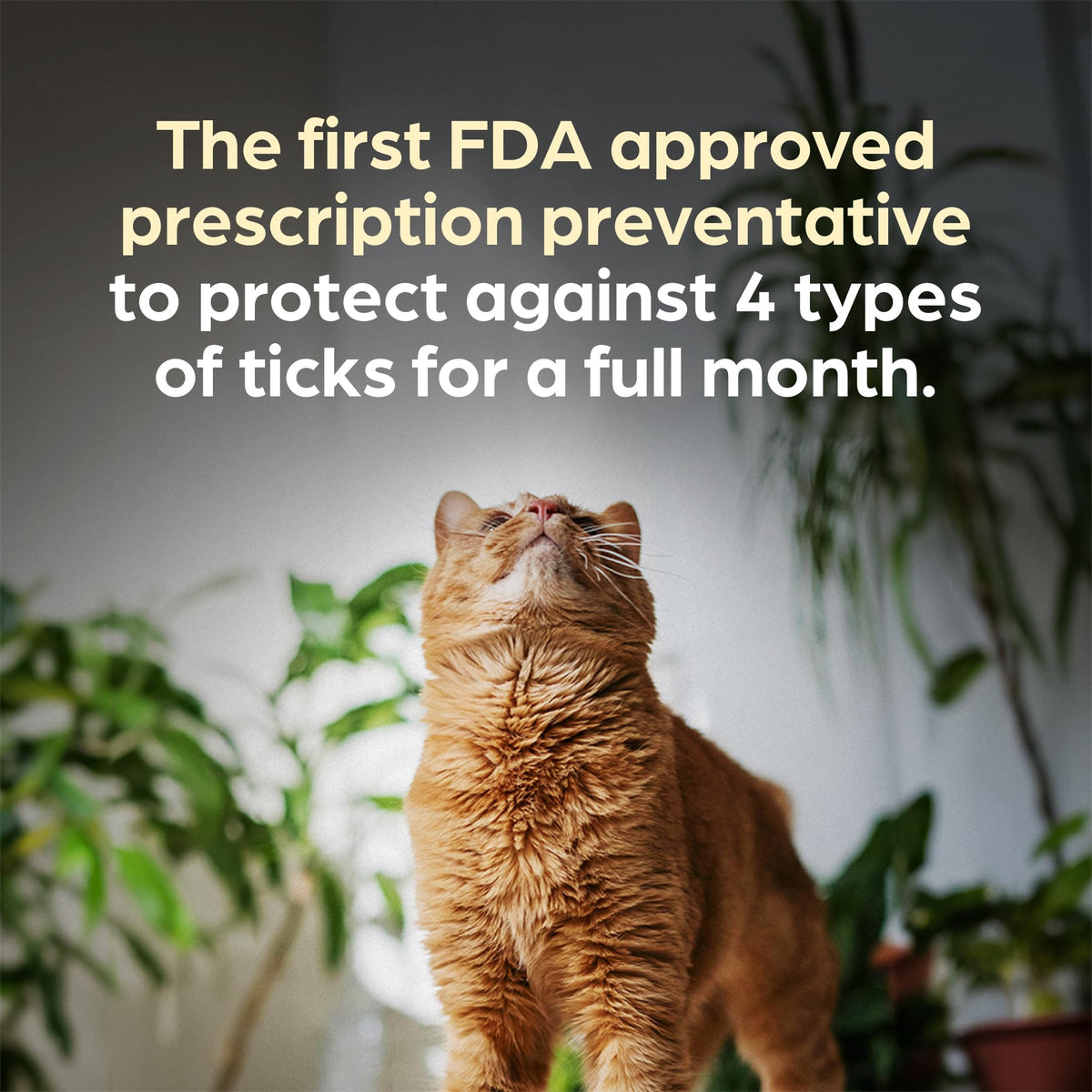 Topical Solution for Cats 5.6-11 lbs 1-Month Supply T600592